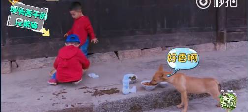 《爸爸去哪兒4》9年未解之謎破案！沙溢承認(rèn)吃了狗吃過(guò)的面：發(fā)燒三天:宏鑫機(jī)械設(shè)備有限公司
