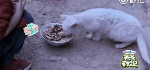 《爸爸去哪兒4》9年未解之謎破案<strong></p>
<p>宏鑫機械設(shè)備有限公司
</strong>！沙溢承認吃了狗吃過的面：發(fā)燒三天:宏鑫機械設(shè)備有限公司
