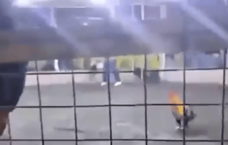 男子遭自家斗雞攻擊大出血死亡<strong></p>
<p>宏鑫機(jī)械設(shè)備有限公司
</strong>，雞腳上綁有鋒利刀片，當(dāng)?shù)刭愂陋?jiǎng)金高達(dá)21萬(wàn):宏鑫機(jī)械設(shè)備有限公司
